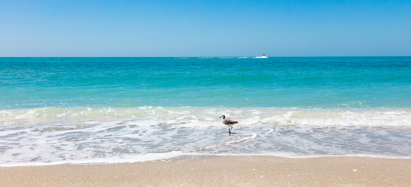 wide open sanibel beach with bird