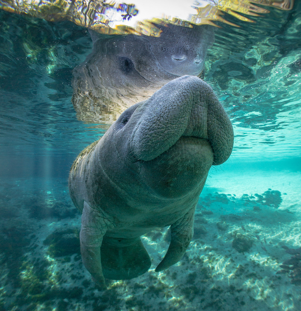 manatee in the river