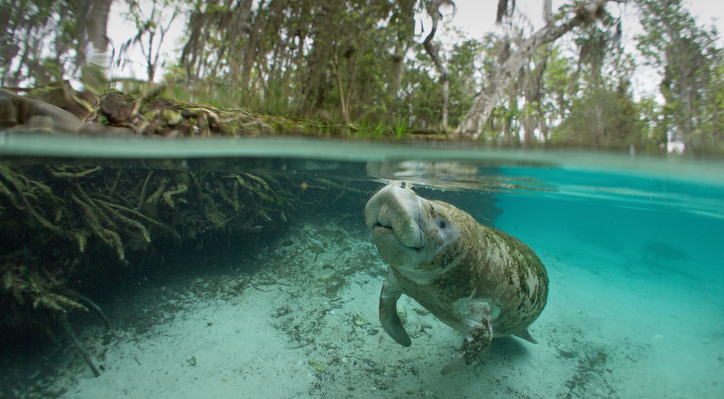 manatee swimming through crystal clear water with snout at the top of the water and mangroves all around