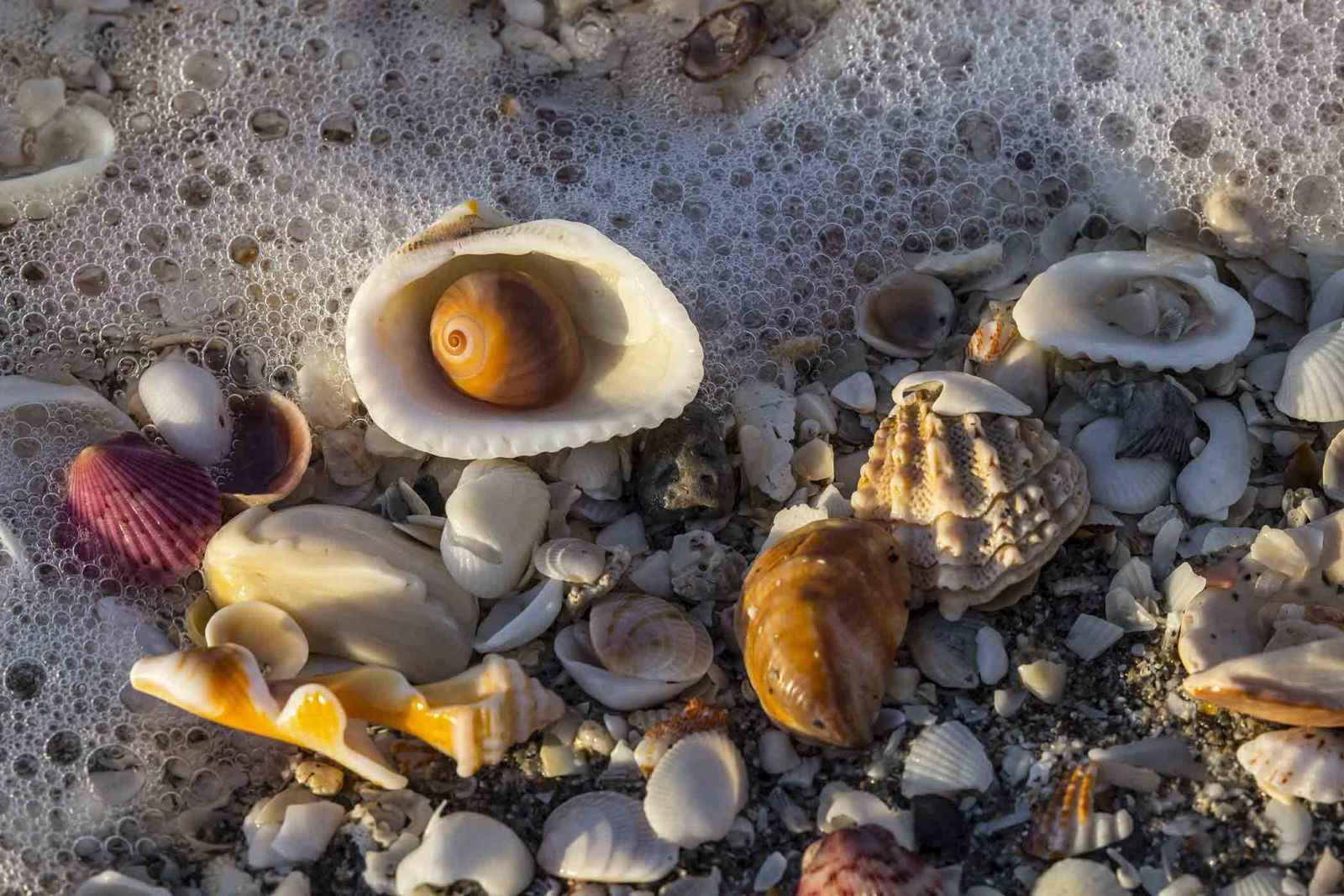 Shells on Sanibel Island beach