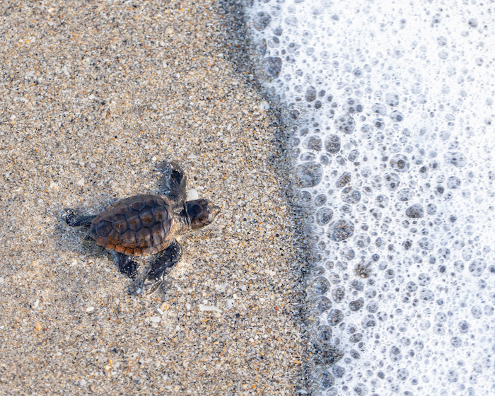 sea turtle getting to water