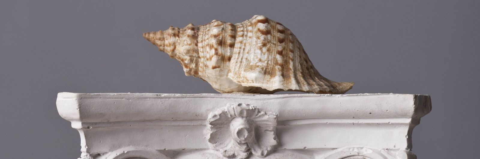 Conch Shell on Display at a Museum