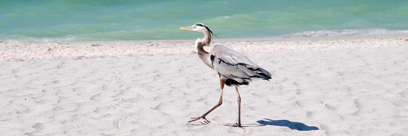 Gray heron walking the beach on Sanibel Island