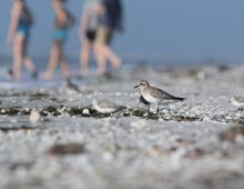 Bird on the beach on Sanibel Island